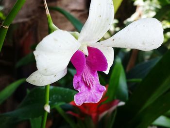 Close-up of pink rose flower