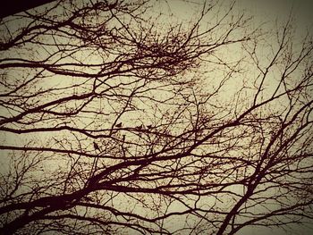 Low angle view of bare trees against sky