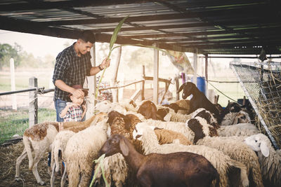 Farmer standing with son by sheep at farm