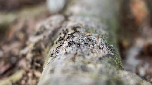 Close-up of lichen on tree trunk