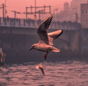 Seagull flying over sea