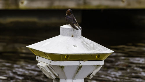 Close-up of bird perching on a wood