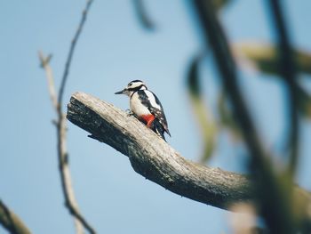 Low angle view of bird perching on tree