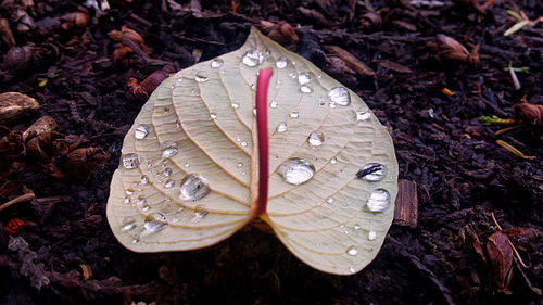 Close-up of leaves on water