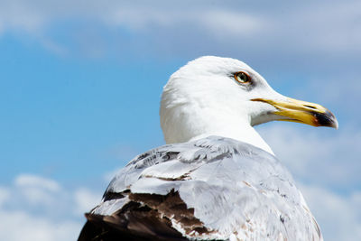 Low angle view of seagull against sky