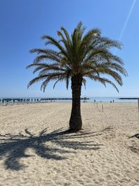 Palm trees on beach against clear sky