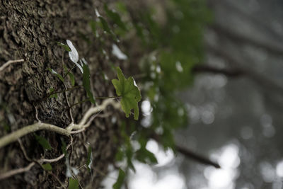 Close-up of fresh green plant