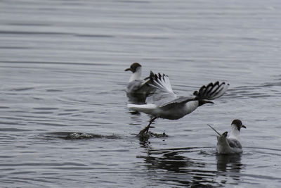 Ducks swimming in lake