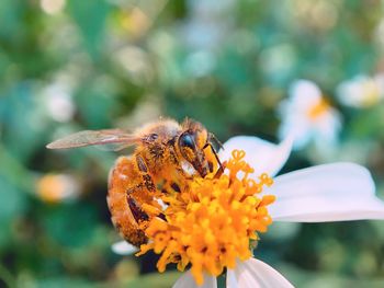 Close-up of butterfly pollinating on flower