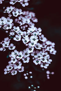 Close-up of purple flowering plant