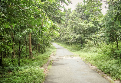 Footpath amidst trees in forest