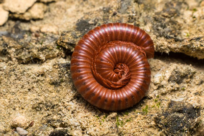 Close-up of shell on rock