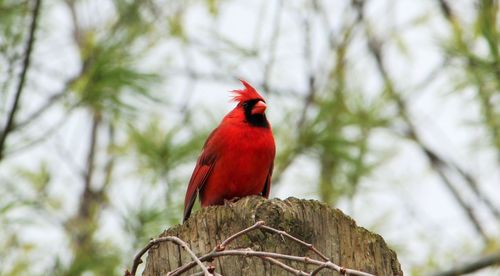 Low angle view of bird perching on branch