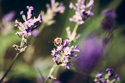 Close-up of bee on purple flowers