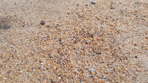 Full frame shot of crab on sand