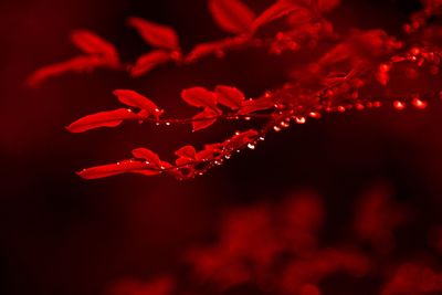 Close-up of wet red flower against black background