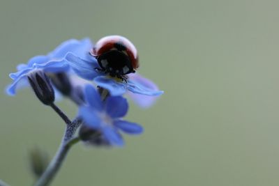 Close-up of insect on purple flower