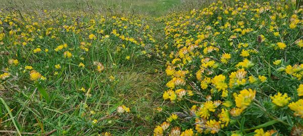 High angle view of yellow flowering plants on field