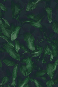 Full frame shot of green leaves