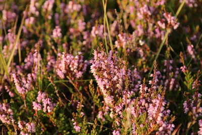 Close-up of pink flowering plants on field