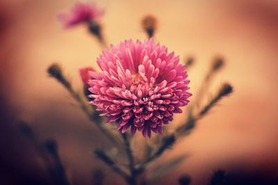 Close-up of pink flowering plant