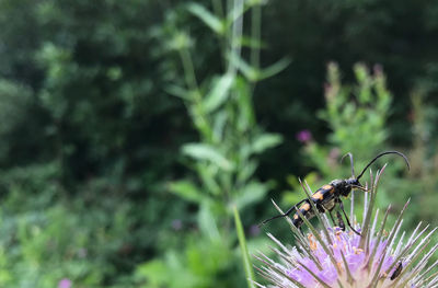 Close-up of insect on flower