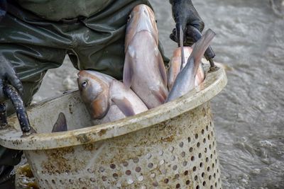 High angle view of fish for sale