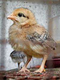 Close-up of a bird