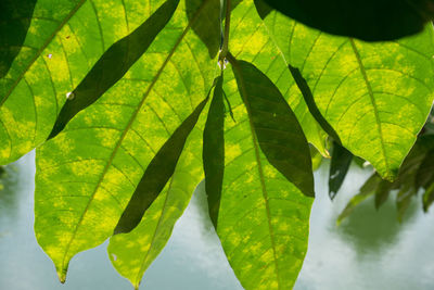 Close-up of water drops on leaves