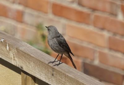 Close-up of bird perching on railing against wall