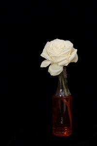 Close-up of vase against black background