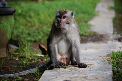 Close-up of monkey sitting outdoors