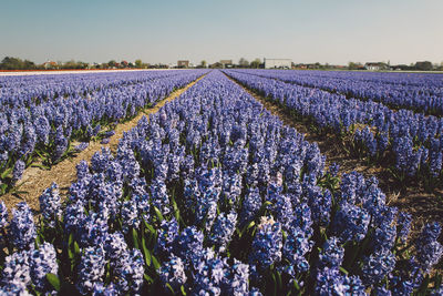 Flowers growing in field against clear sky