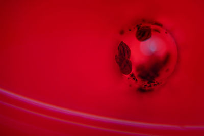 Close up of red flower