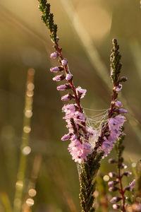 Close-up of pink flowers on branch