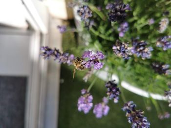 Close-up of insect on purple flowering plant