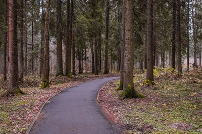 Road amidst trees in forest