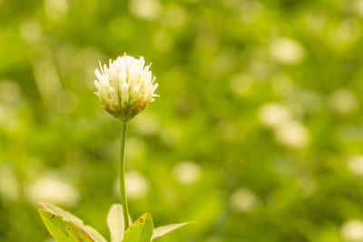 Close-up of flowering plant