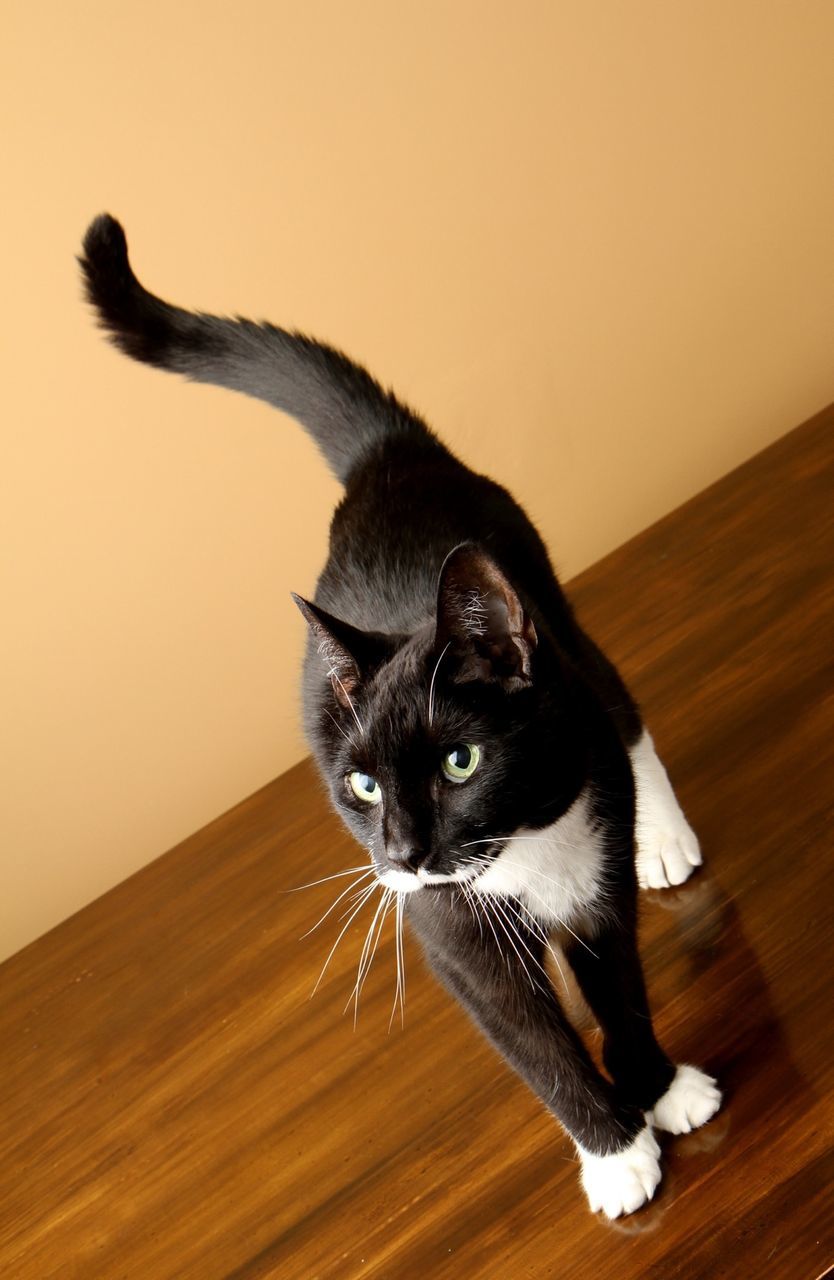pets, animal themes, one animal, domestic animals, mammal, indoors, portrait, looking at camera, full length, wood - material, hardwood floor, sitting, flooring, black color, home interior, domestic cat, front view, zoology, no people