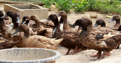 Ducks walk in a line to find food to eat.