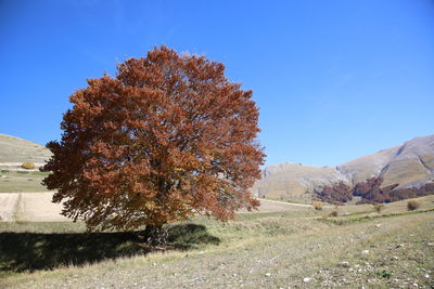 Tree on field against sky