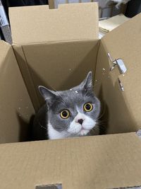 Box Cardboard