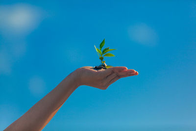 Hand holding plant against blue sky