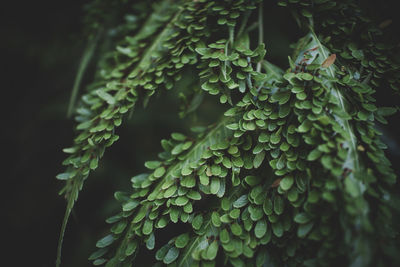 Close-up of green leaves