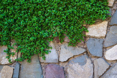 High angle view of ivy growing on grass