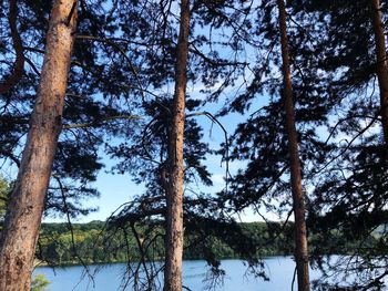 Trees by lake in forest against sky