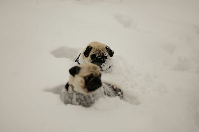 Portrait of puppy on snow