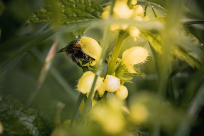 Close-up of bee on flower