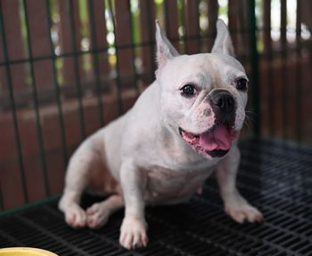 French bulldog yawning.