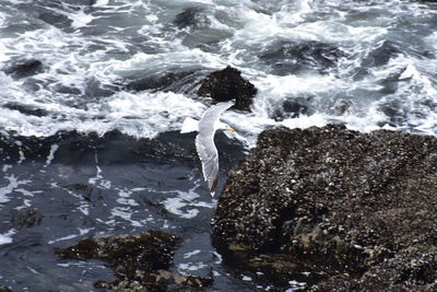 High angle view of bird on rock in sea